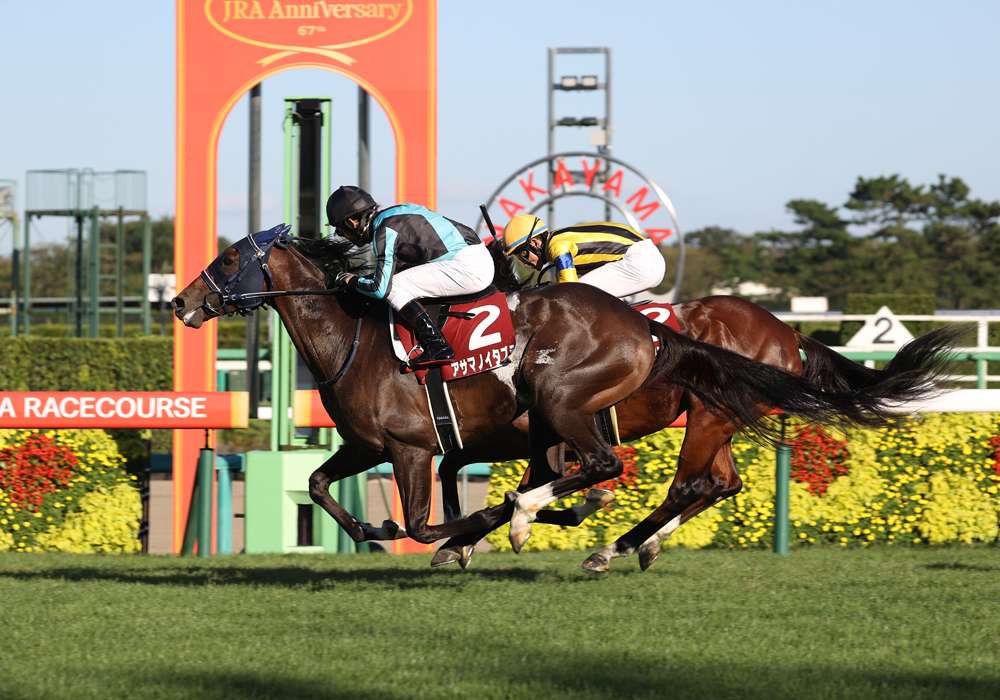 前走掲示板外からの巻き返しに注意 セントライト記念を分析する Jra Vanコラム スポーツ情報はdメニュースポーツ