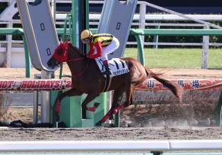 ダートの新馬・未勝利戦を圧勝する馬が増加中!?