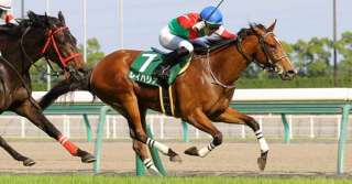 本年からG3! 葵Sを分析する