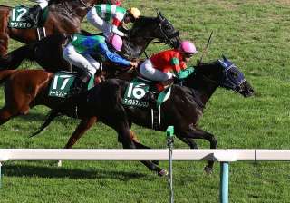 新潟芝の内回りと外回りで好走率に差がある種牡馬は?