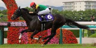 有馬記念の配当妙味はG1未勝利馬